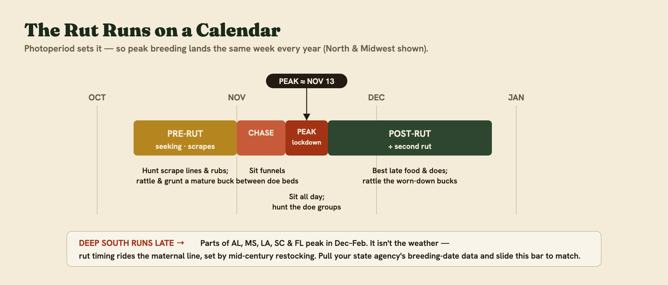 Inside the almanac: the rut-phase calendar from October through January