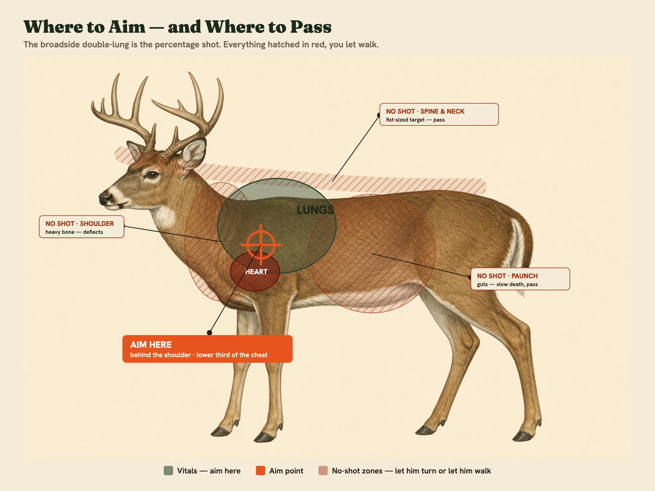 Inside the almanac: a whitetail shot-placement and vitals diagram